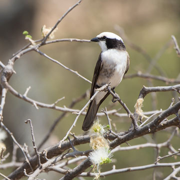 shrike