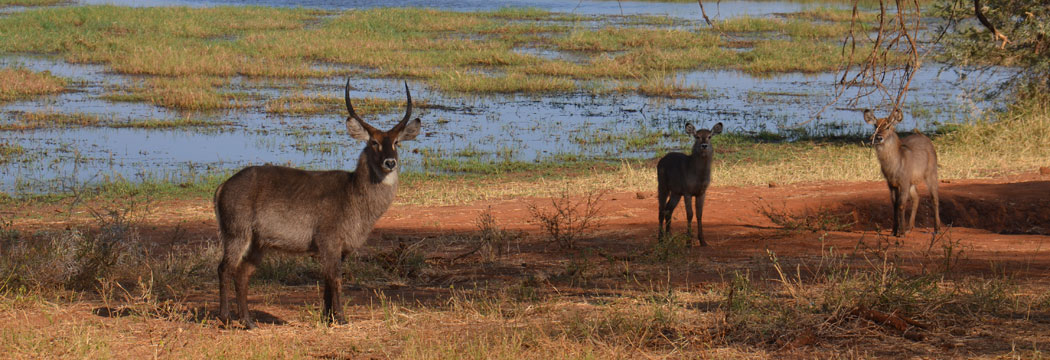 waterbuck