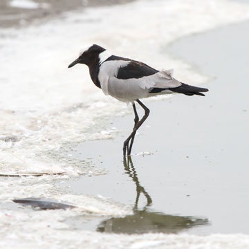 lapwing