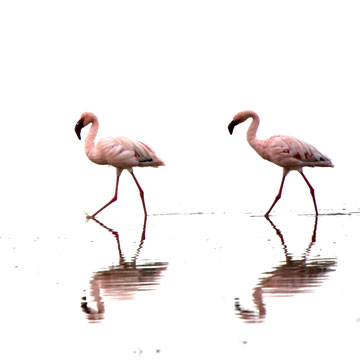 flamingo