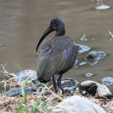 ibis