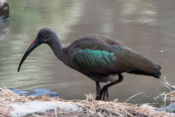 ibis