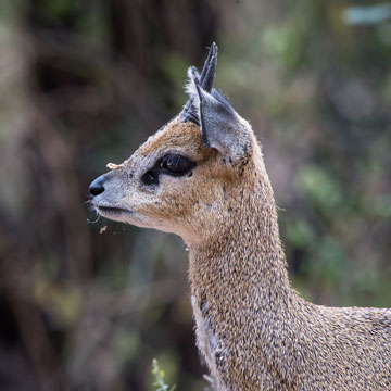 klipspringer