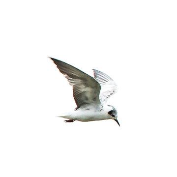 tern