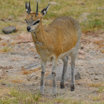 klipspringer