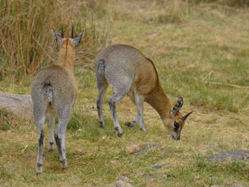 klipspringer