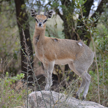 klipspringer