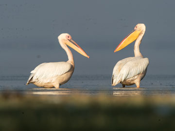 pelican
