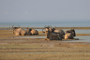 wildebeest