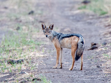 jackal