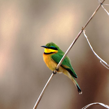 bee-eater