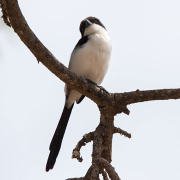 shrike