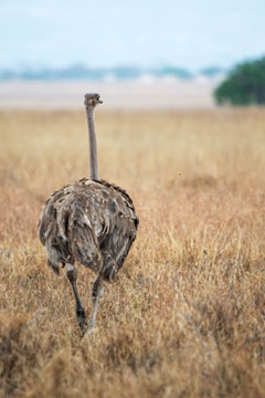 ostrich