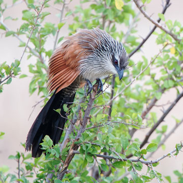 coucal