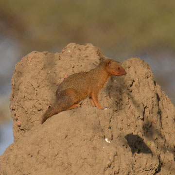 mongoose