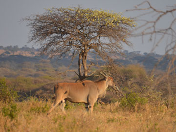 eland