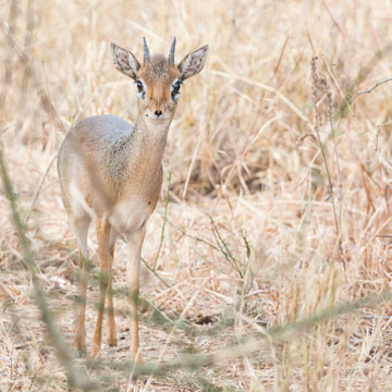 dikdik