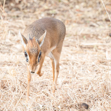 dikdik