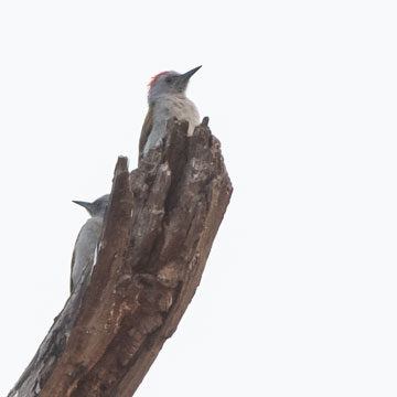 woodpecker