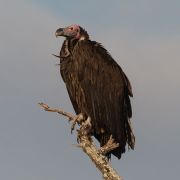 vulture