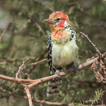 barbet