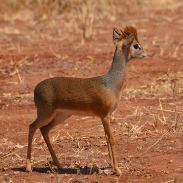 dikdik