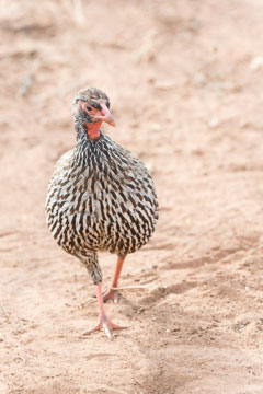 francolin