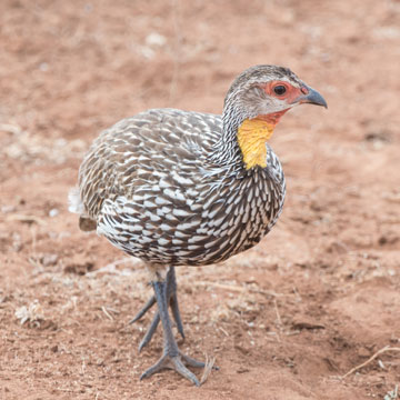 francolin
