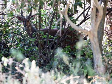 bushbuck