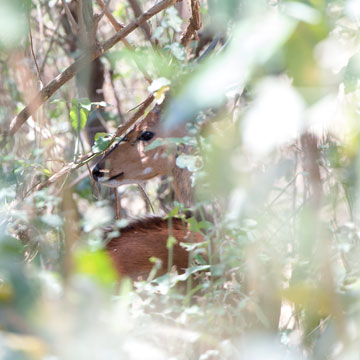 bushbuck