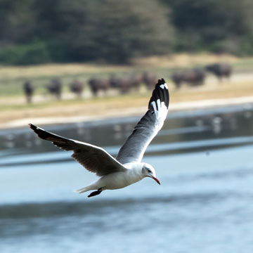 tern