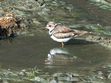 plover