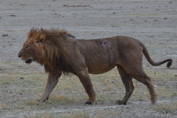 lion