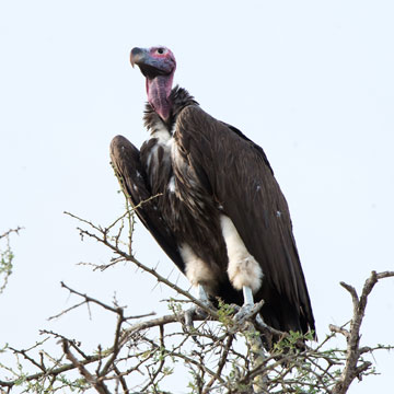 vulture