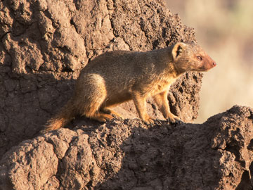 mongoose