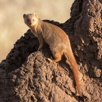 mongoose