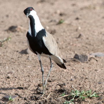 lapwing