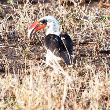 hornbill