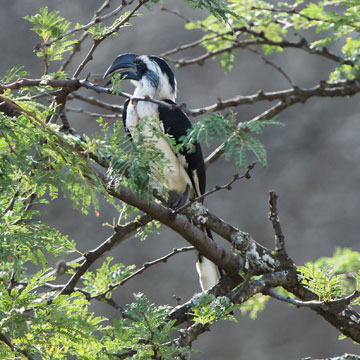 hornbill