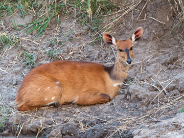 reedbuck