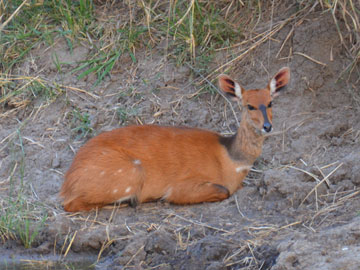 bushbuck