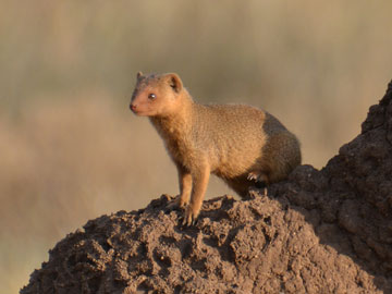 mongoose