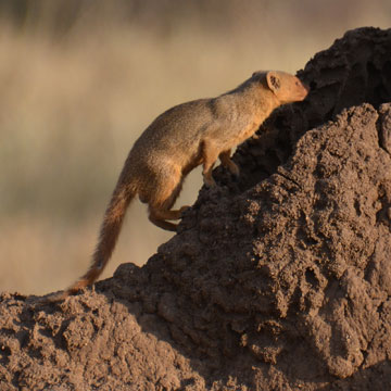mongoose