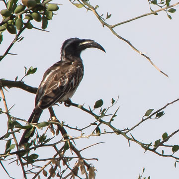 hornbill