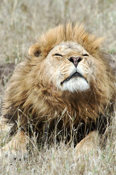 lion