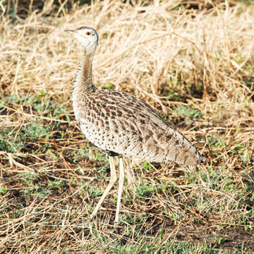 bustard