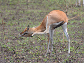 gazelle