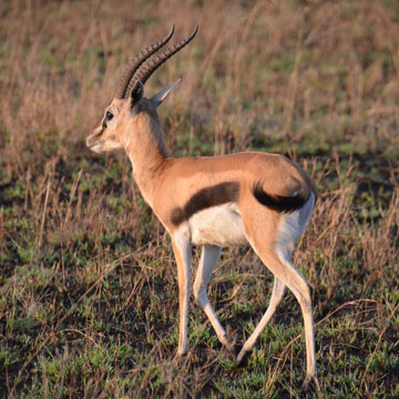 gazelle