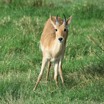reedbuck