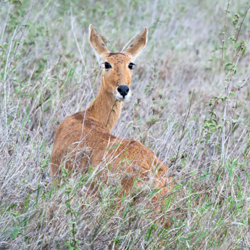 reedbuck